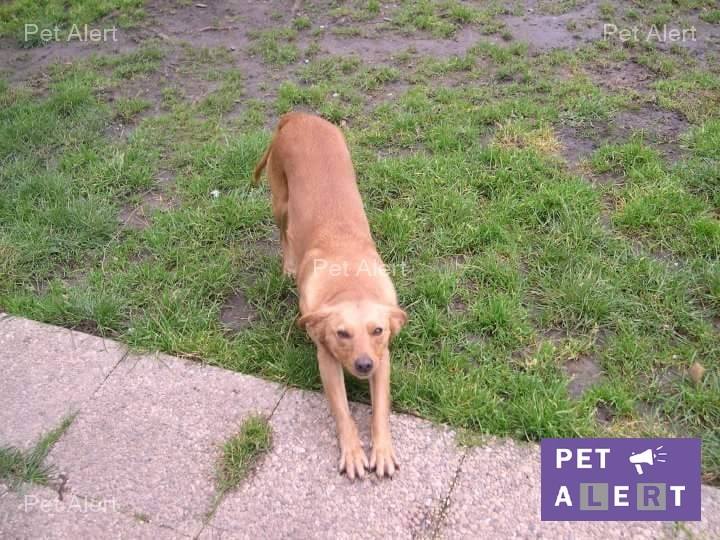 Altesse-pet-alert-juillet-1