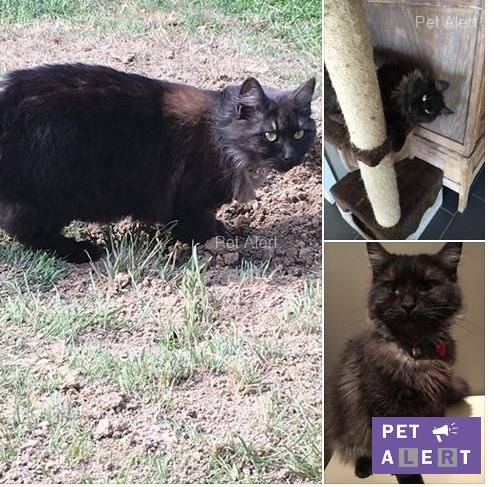 mamouche-pet-alert-juillet-1