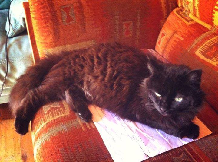 pet-alert-juillet-caresse-1