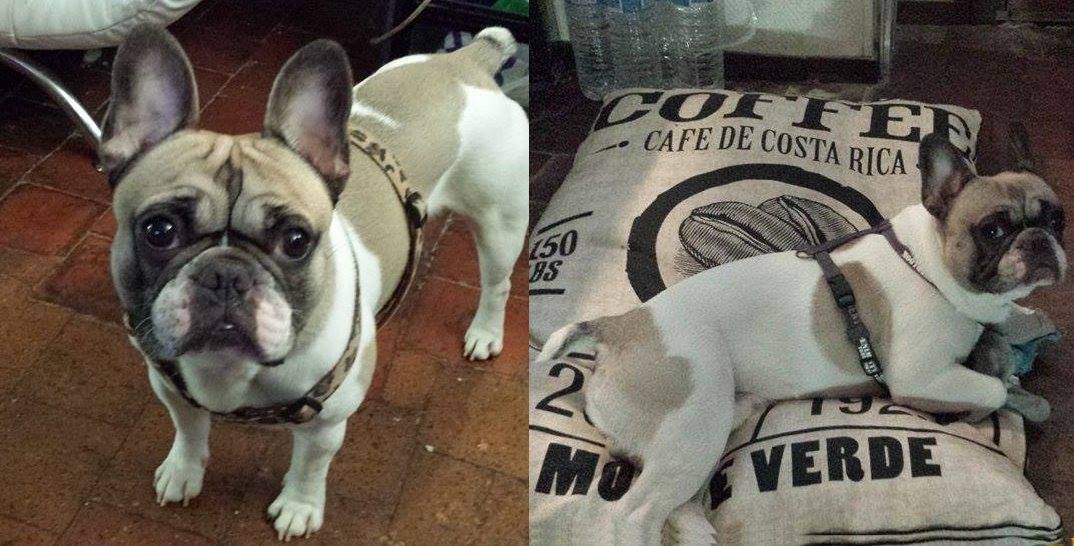 Falco-pet-alert-juillet-1