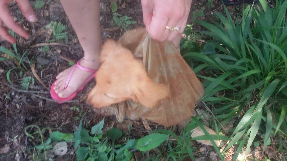 facebook-rescue-dog-3