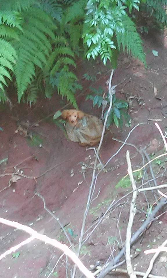 facebook-rescue-dog-1