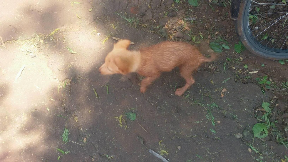 facebook-rescue-dog-4