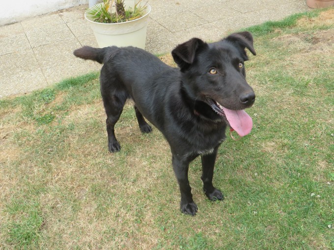 chien-seul-jardin-10-jours-abandon-3