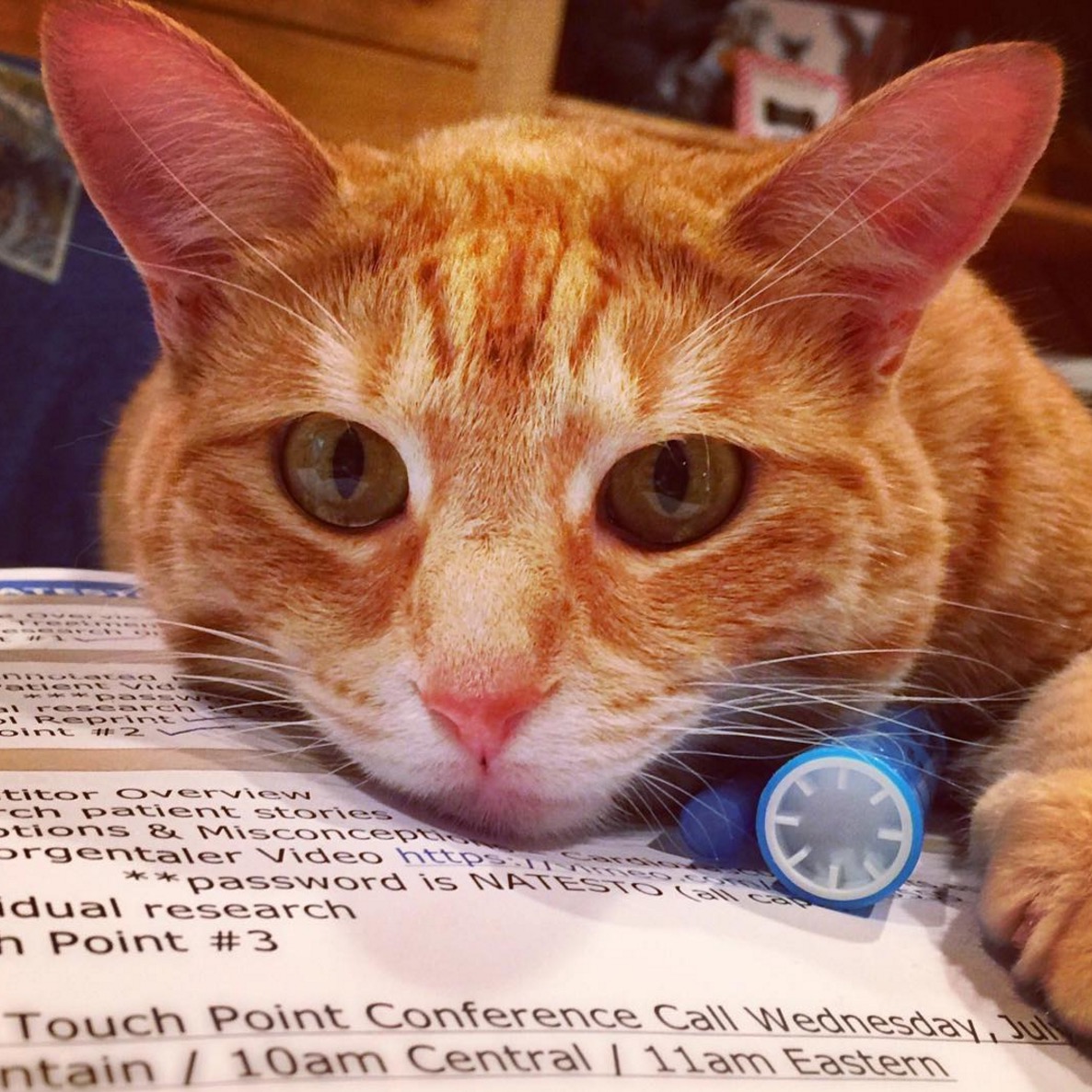 pitbull-terrier-chat-famille-boggs-7