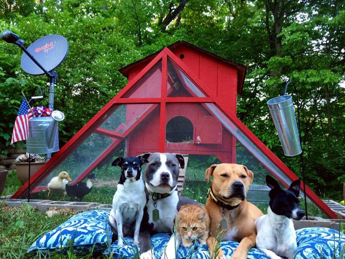 pitbull-terrier-chat-famille-boggs-5