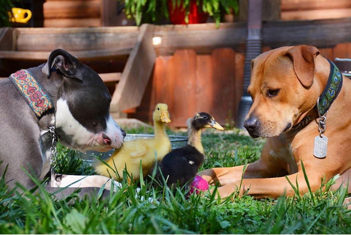 pitbull-terrier-chat-famille-boggs-4