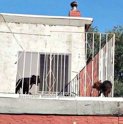 dogs-roof-dancing-1
