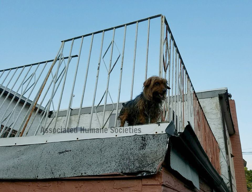 dogs-roof-dancing-2