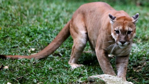 zoo-venezuela-penurie-alimentaire-4