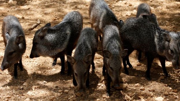 zoo-venezuela-penurie-alimentaire-2