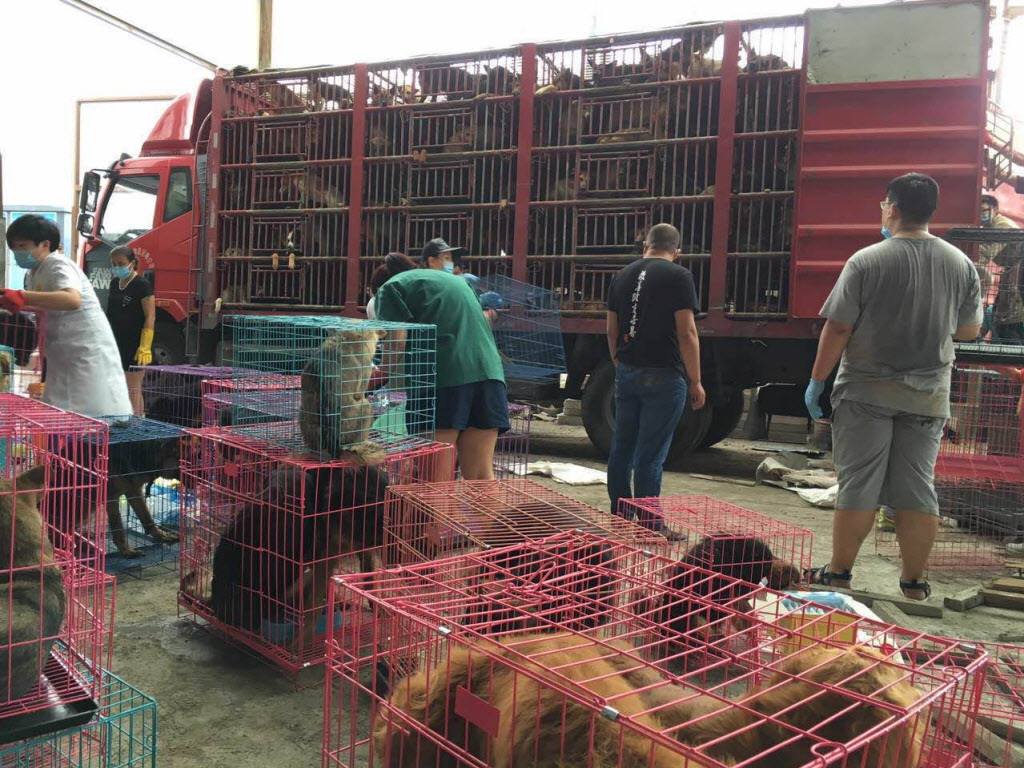 hsi-300-chiens-sauves-coree-3