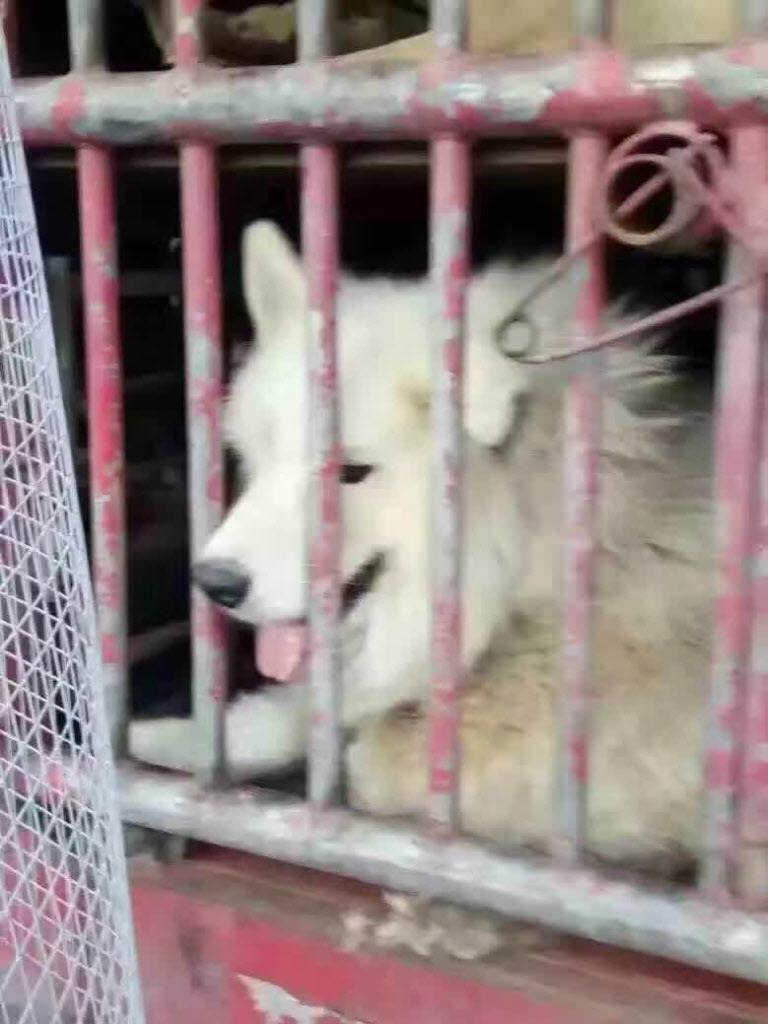 hsi-300-chiens-sauves-coree-6