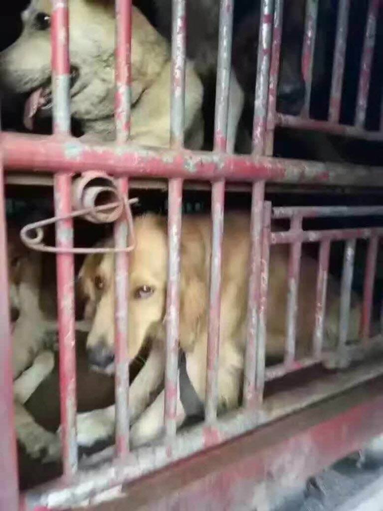 hsi-300-chiens-sauves-coree-7