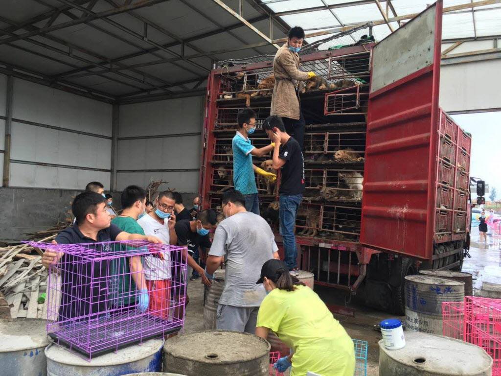 hsi-300-chiens-sauves-coree-2