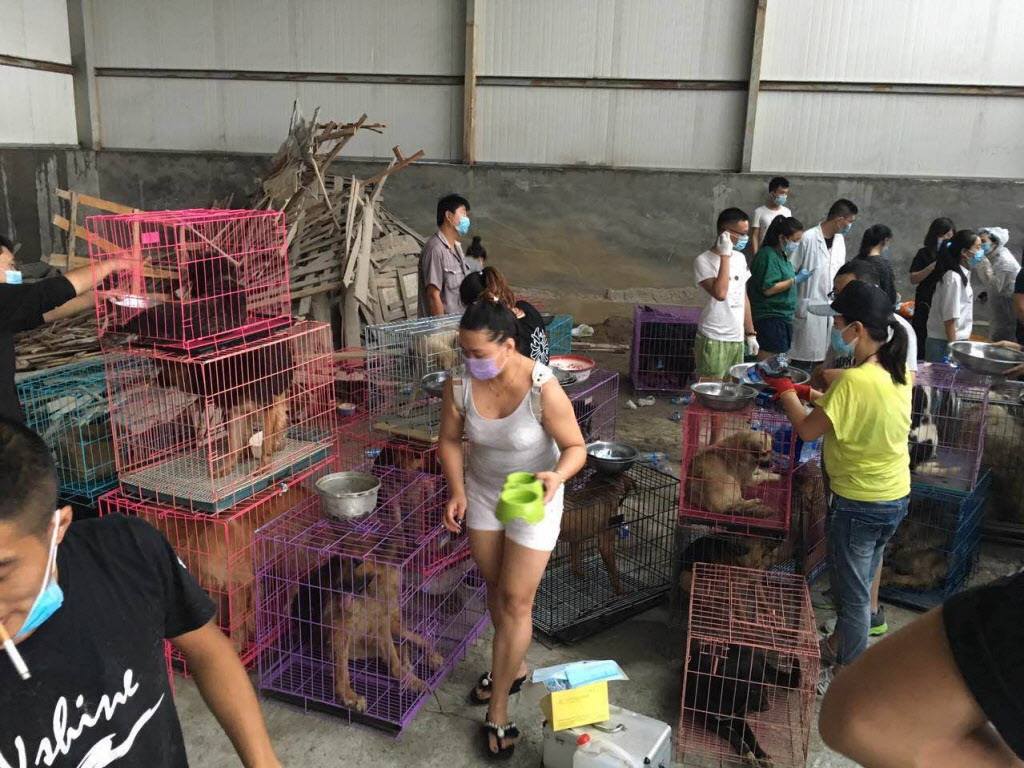 hsi-300-chiens-sauves-coree-5