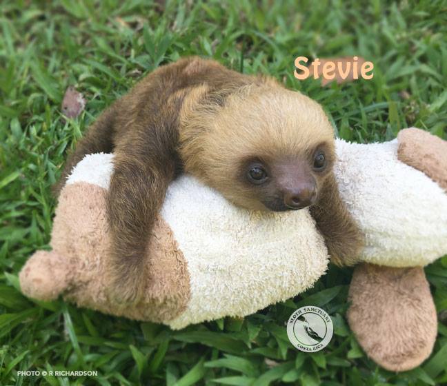sloth-cuddly-toy-1
