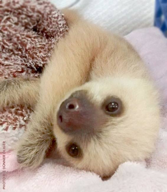 sloth-cuddly-toy-3