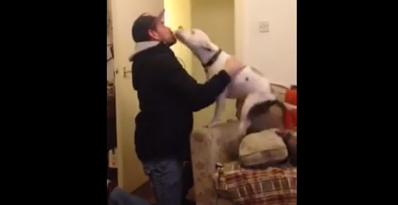 terrier-dog-reunion-1