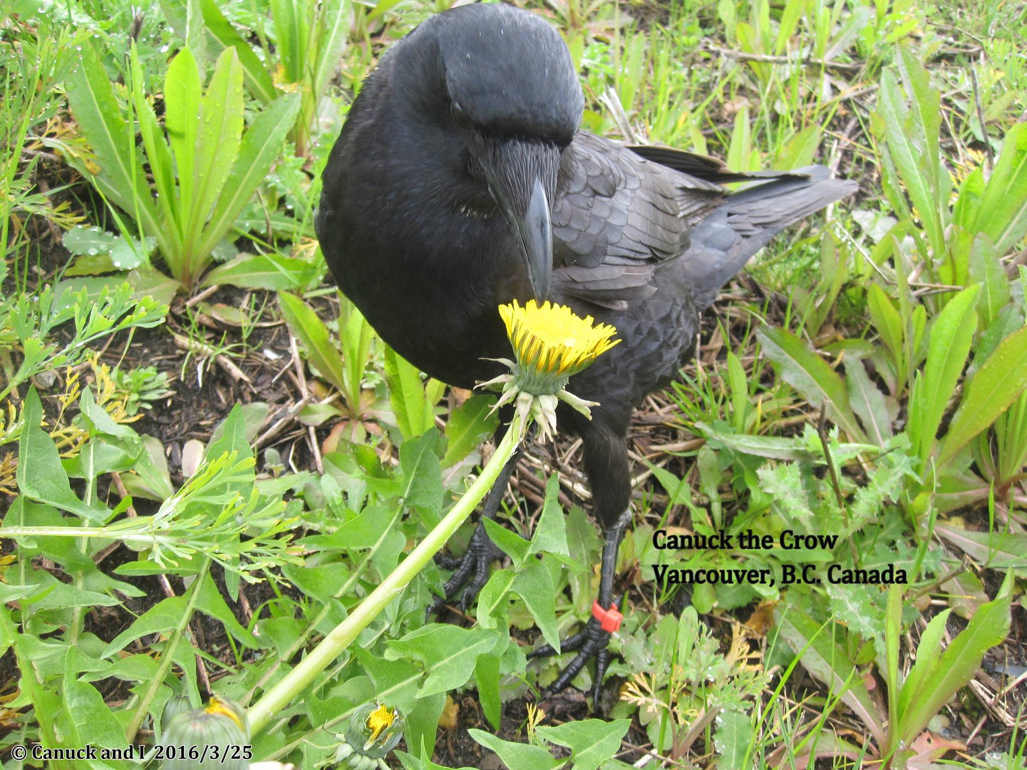 canuck-crow-rescue-7