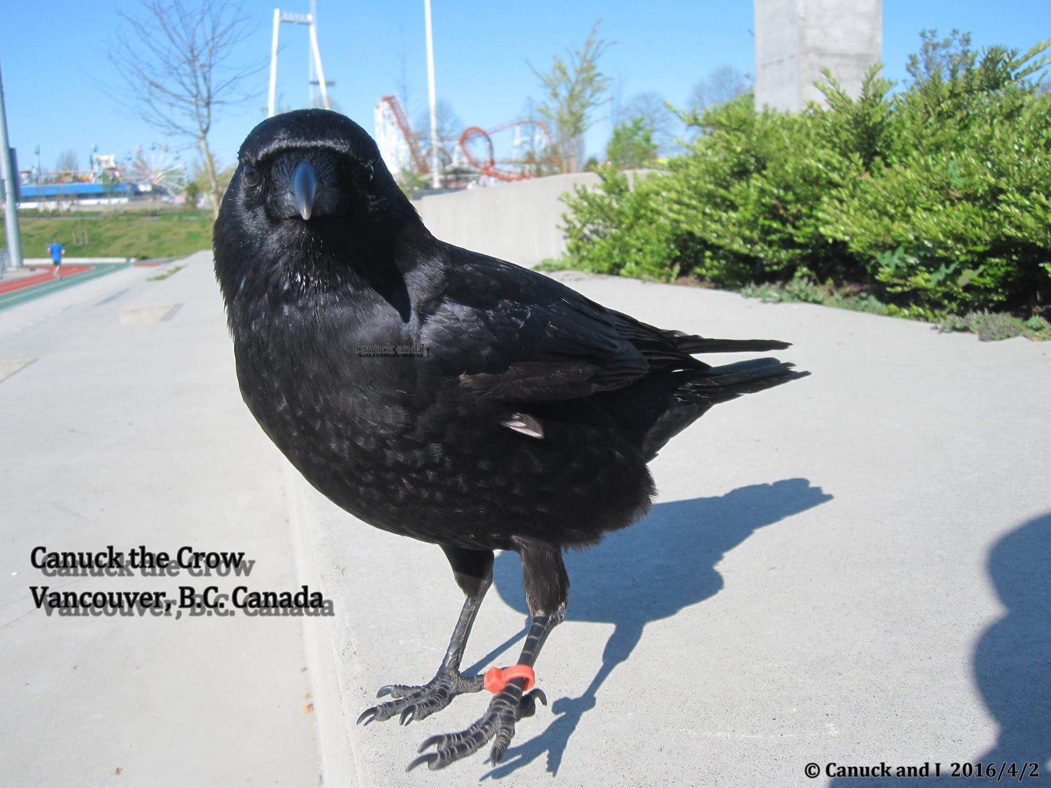 canuck-crow-rescue-5