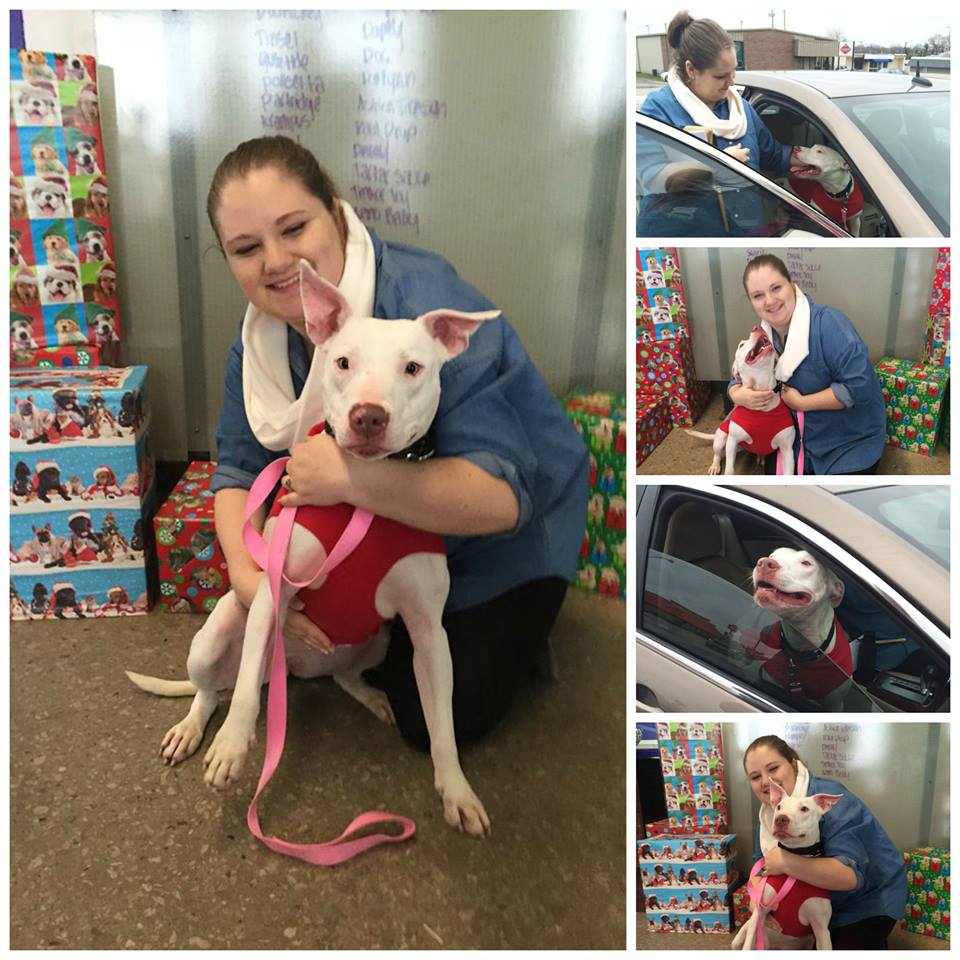deaf-dog-adoption-2