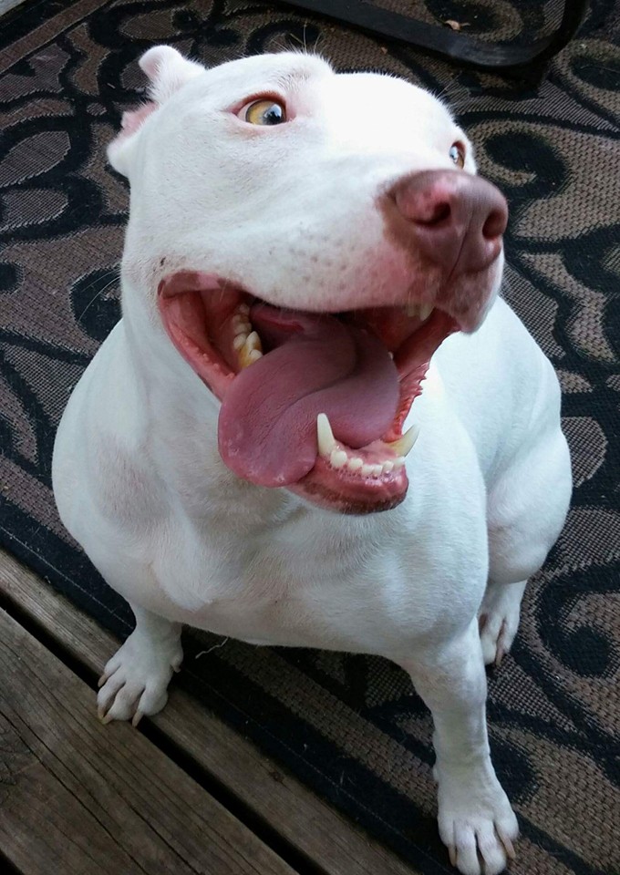 deaf-dog-adoption-3