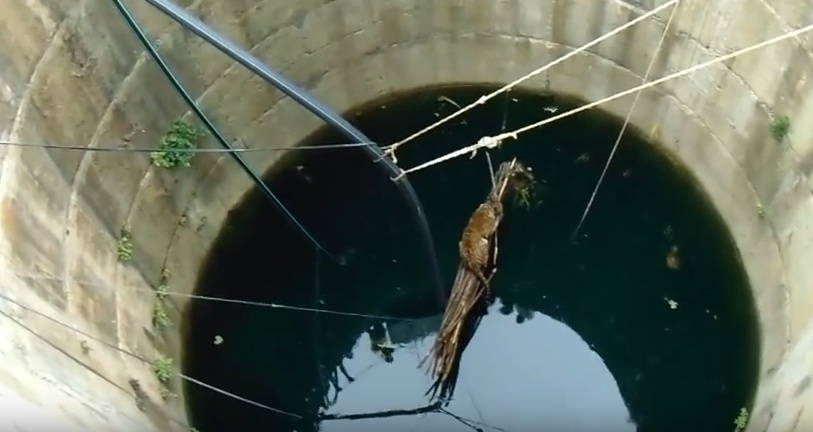 drowning-leopard-rescue-6