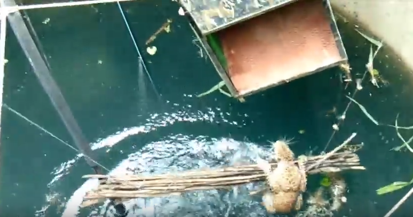 drowning-leopard-rescue-3