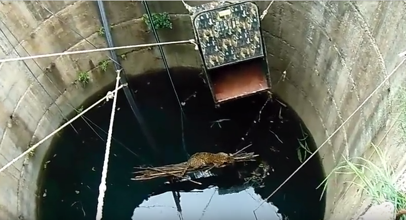 drowning-leopard-rescue-2
