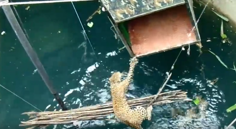 drowning-leopard-rescue-4