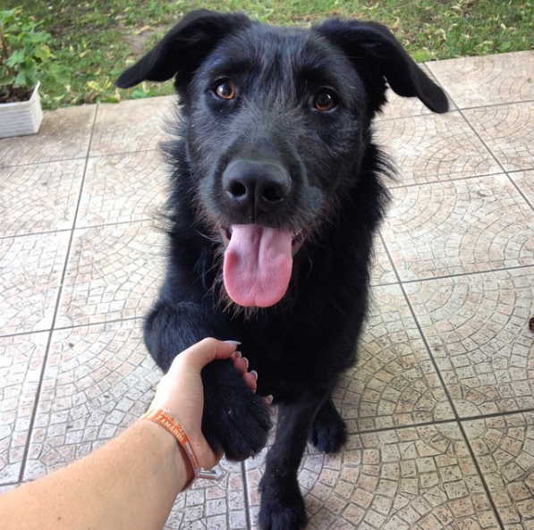 dog-training-mistakes-1