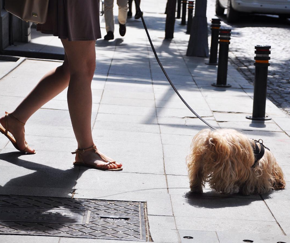 dog-training-mistakes-6