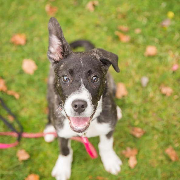 dog-training-mistakes-7