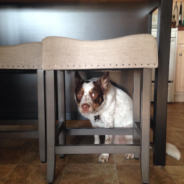 dog-training-mistakes-2