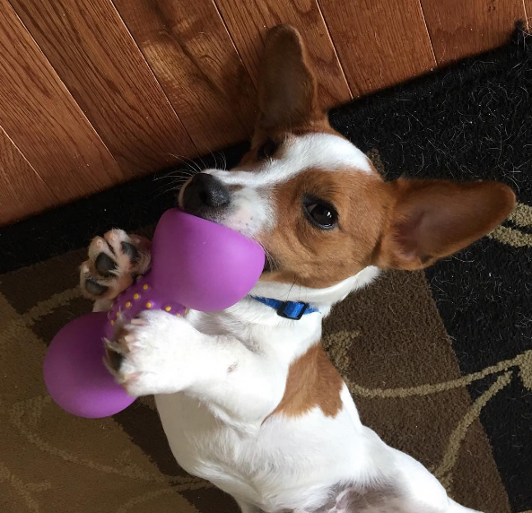 dog-training-mistakes-4