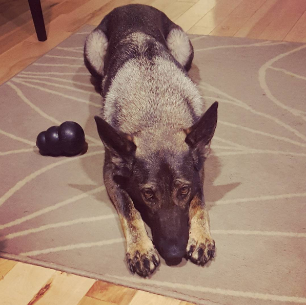 dog-training-mistakes-5