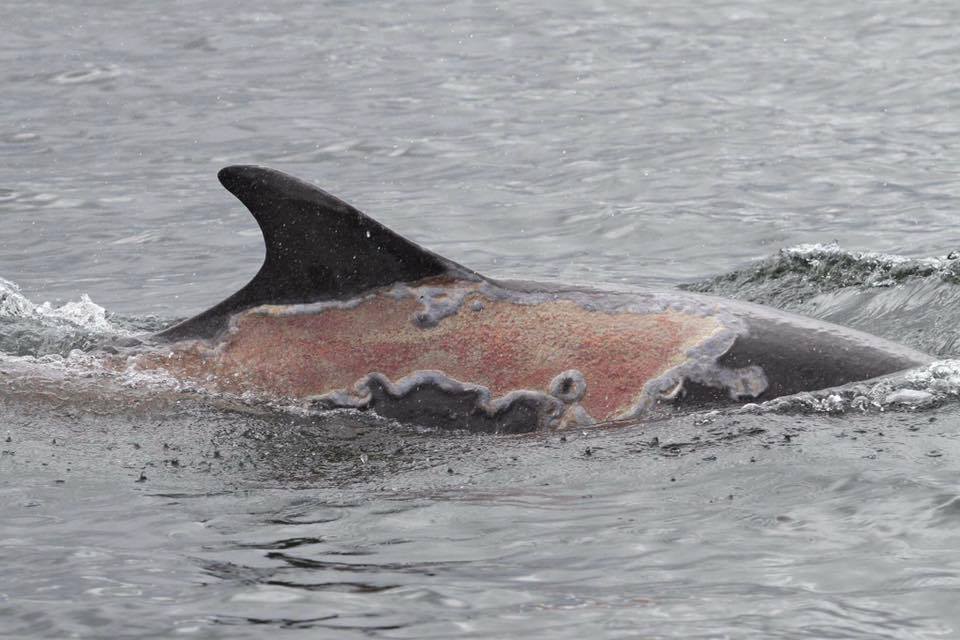 sunburnt-dolphin-rescue-3