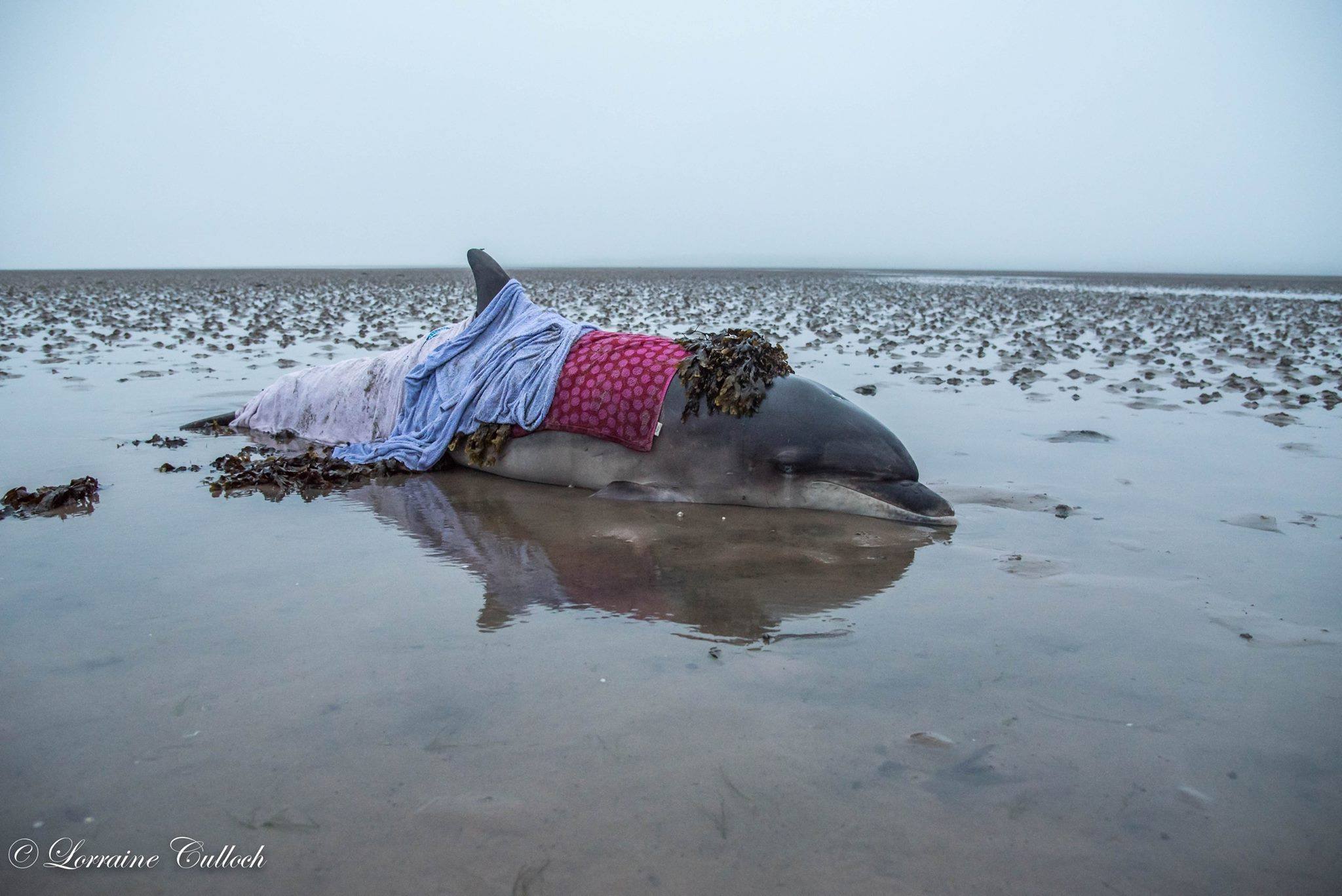 sunburnt-dolphin-rescue-1