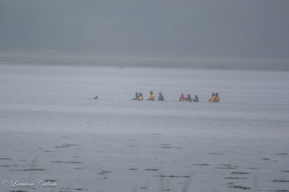 sunburnt-dolphin-rescue-4