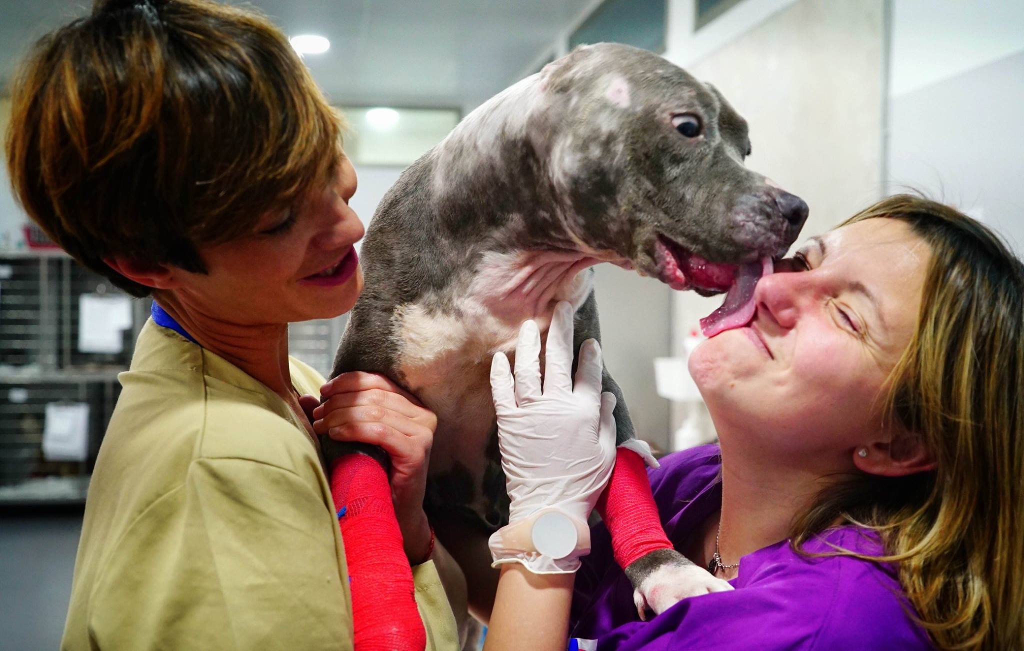 betsy-bait-dog-recovery-5