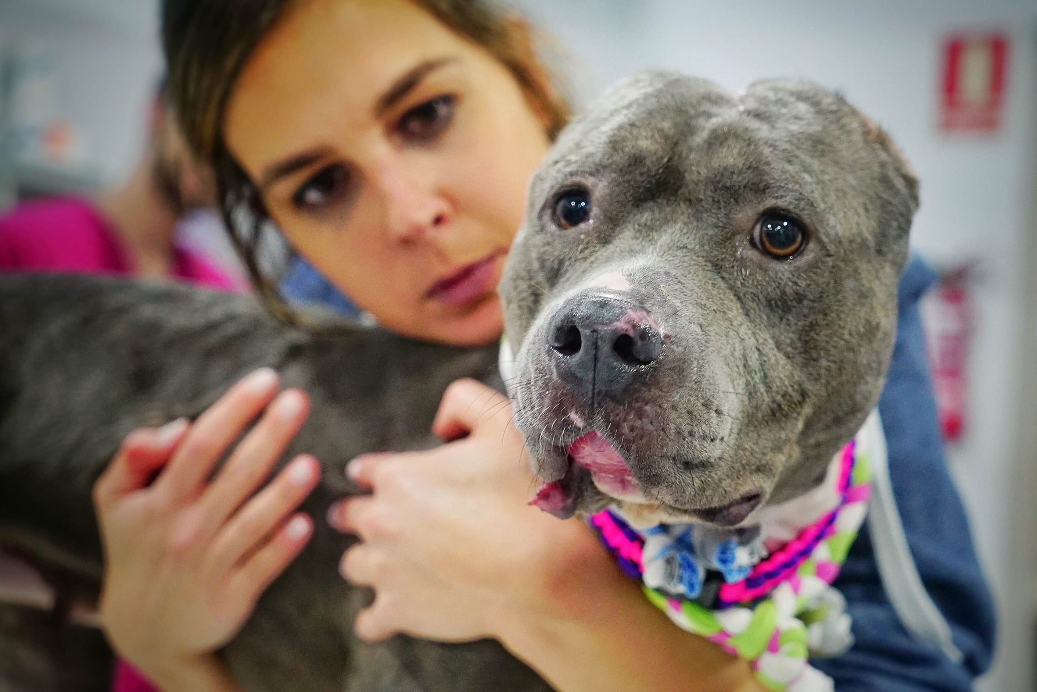 betsy-bait-dog-recovery-1