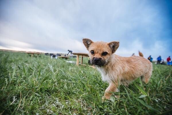 gobi-race-dog-6