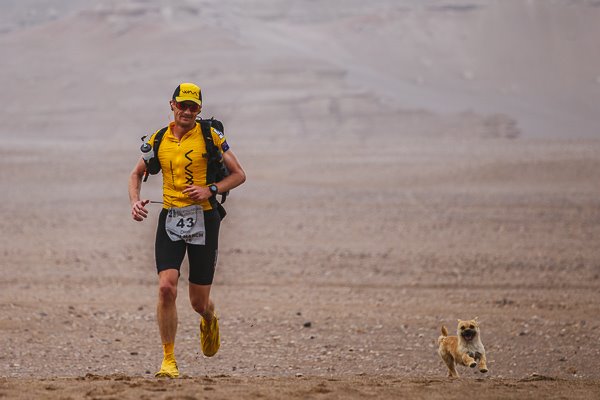 gobi-race-dog-1
