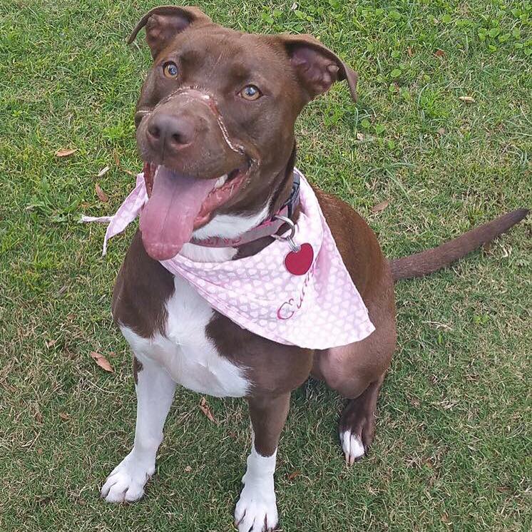 caitlyn-dog-justice-3