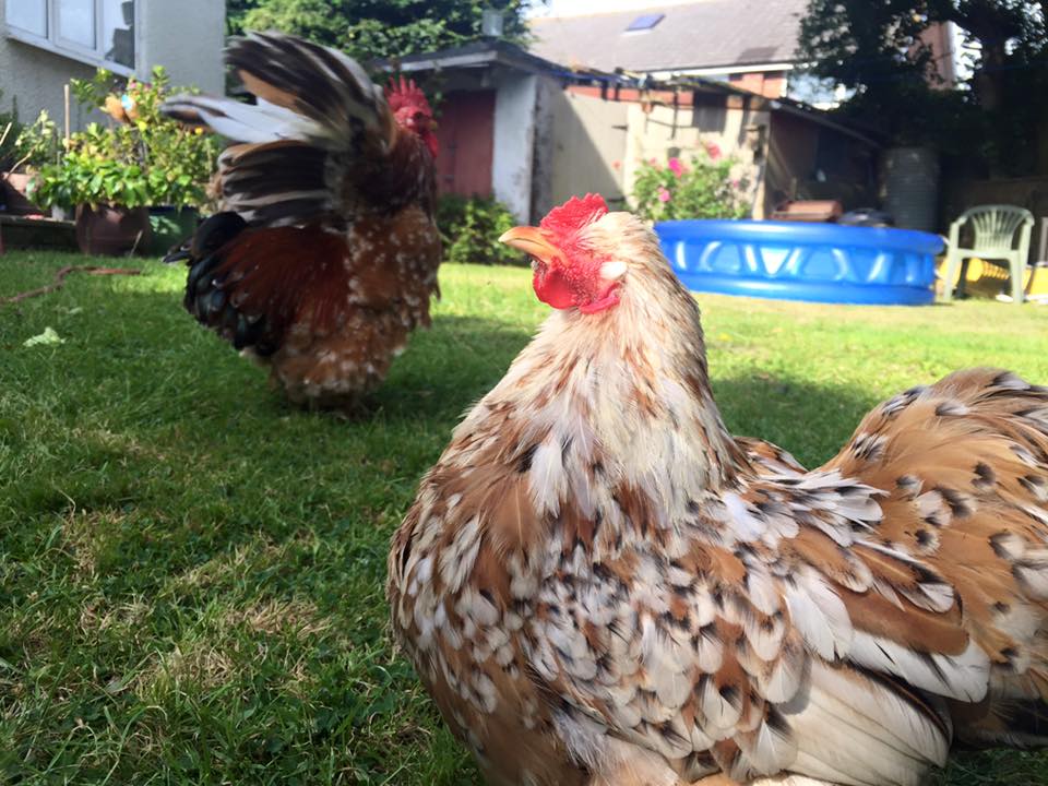 mumble-blind-chicken-11