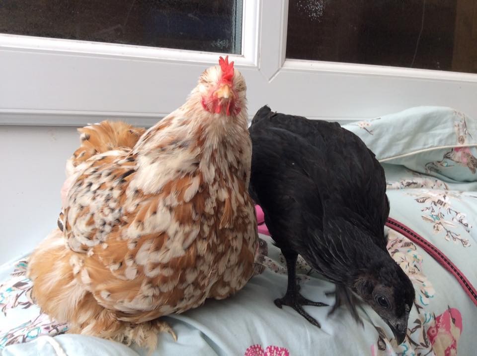 mumble-blind-chicken-1