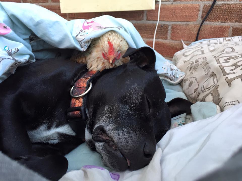 mumble-blind-chicken-2