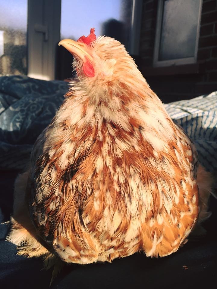 mumble-blind-chicken-8