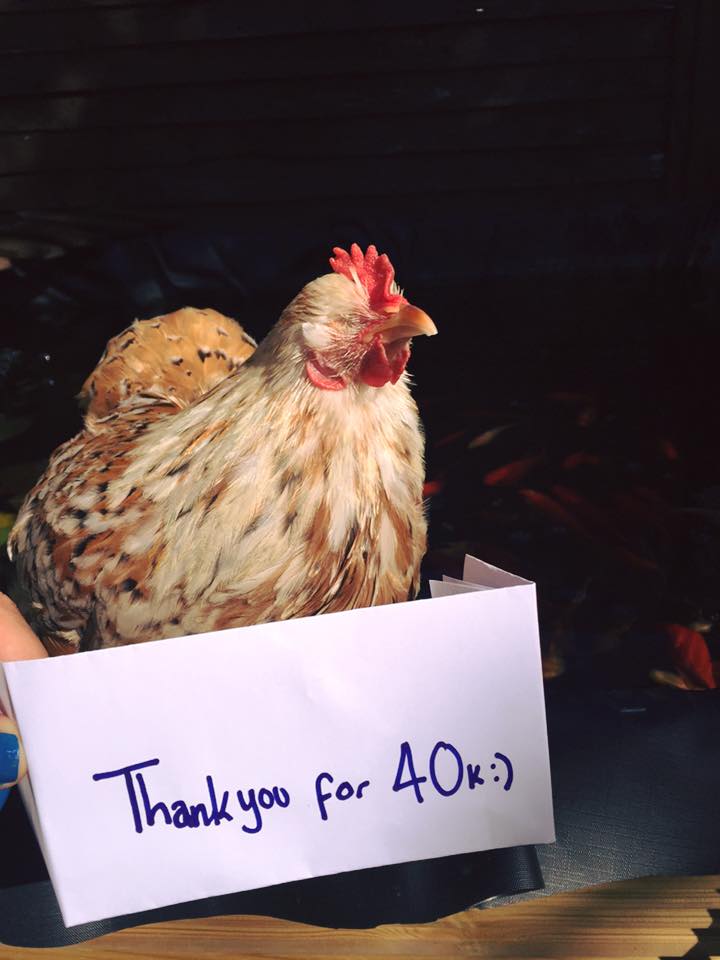 mumble-blind-chicken-3